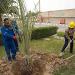 کارکنان شرکت پتروشیمی بوعلی سینا در روز ملی درختکاری نخل کاشتند 2