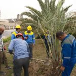 کارکنان شرکت پتروشیمی بوعلی سینا در روز ملی درختکاری نخل کاشتند 5