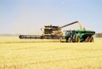 کاهش کشت گندم در استرالیا زیر فشار خشکسالی و تنش‌های منطقه‌ای